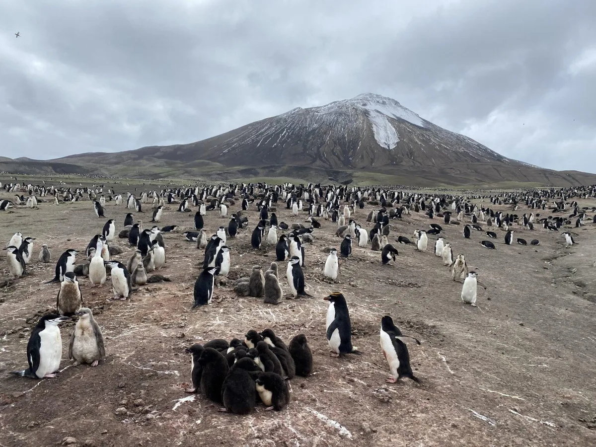 Antarctica’s penguins are sending us a distress signal