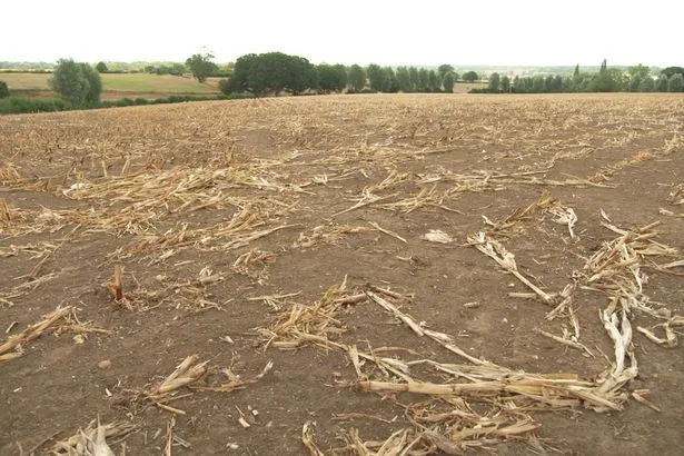 UK heatwaves will cause food prices to skyrocket this winter, shock study finds