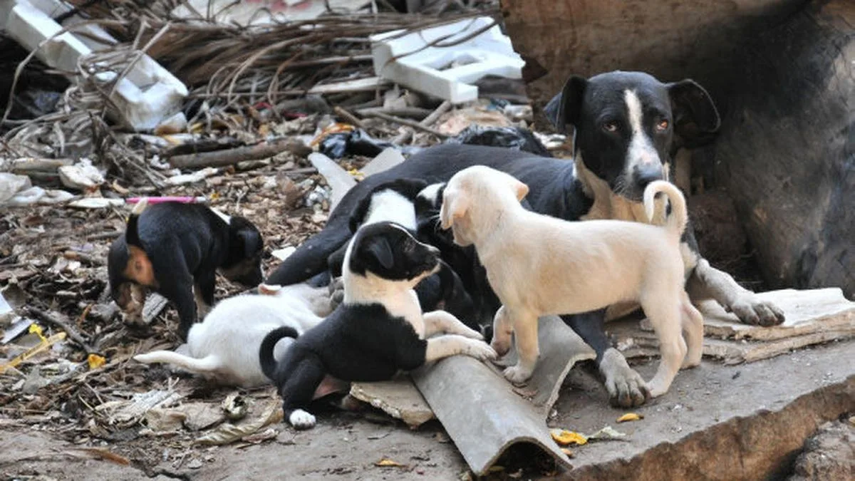 Garbage truck driver booked for running over stray puppy at Avalahalli in Bengaluru