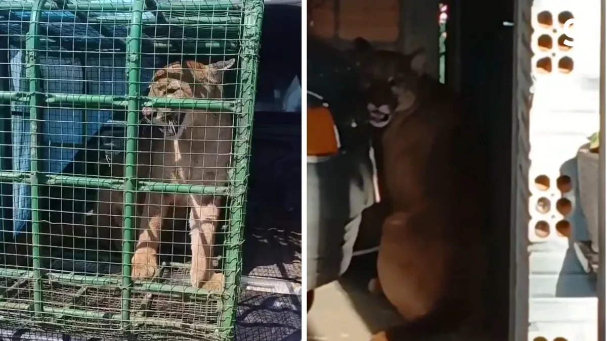 VÍDEO: Onça parda assusta moradores ao aparecer em quintal de residência no RS
