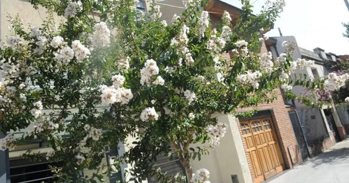 El árbol ideal para la entrada de una casa: da sombra, soporta el calor y no necesita un jardín enorme para crecer
