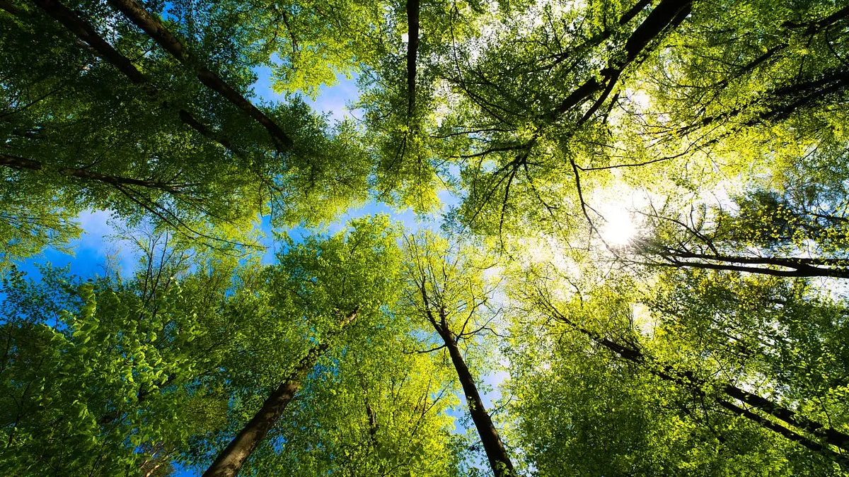 Wie sieht der Wald der Zukunft aus?