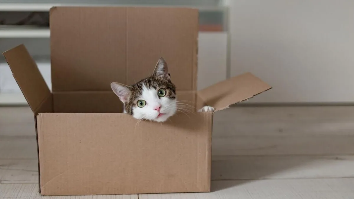 Los veterinarios lo confirman: los laberintos de cartón y las cajas con agujeros previenen el sobrepeso de los gatos