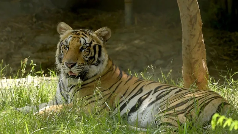 Un homme meurt après avoir été attaqué par un tigre dans un zoo britannique