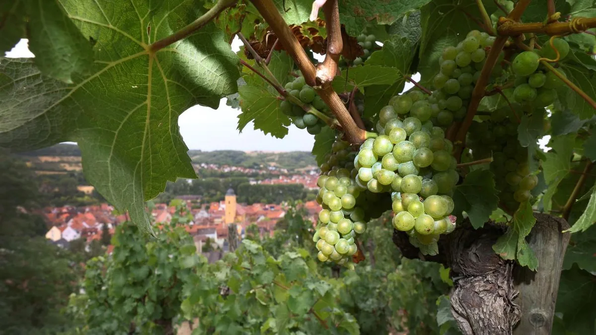 Lese für den neuen Jahrgang: Umplanen im Winzerland – Oliven statt Wein?