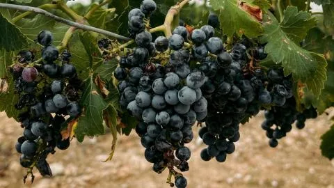 El cambio climático adelanta hasta 20 días la vendimia y pone contra las cuerdas a miles de familias españolas