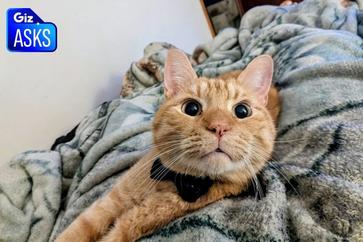Do Cats Really Love Us?