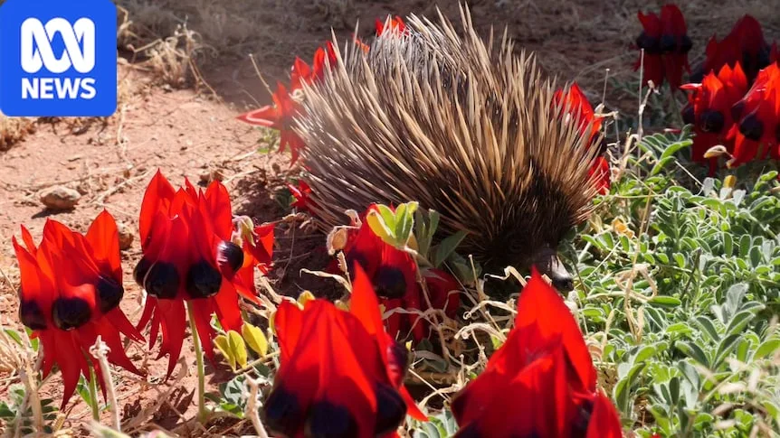 Is the Sturt's desert pea really a pea? Test your wildflower knowledge