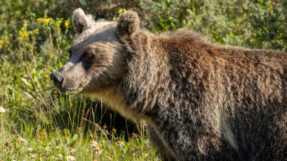 Grizzly bear killings have spiked through provincial program; government says recovery still priority
