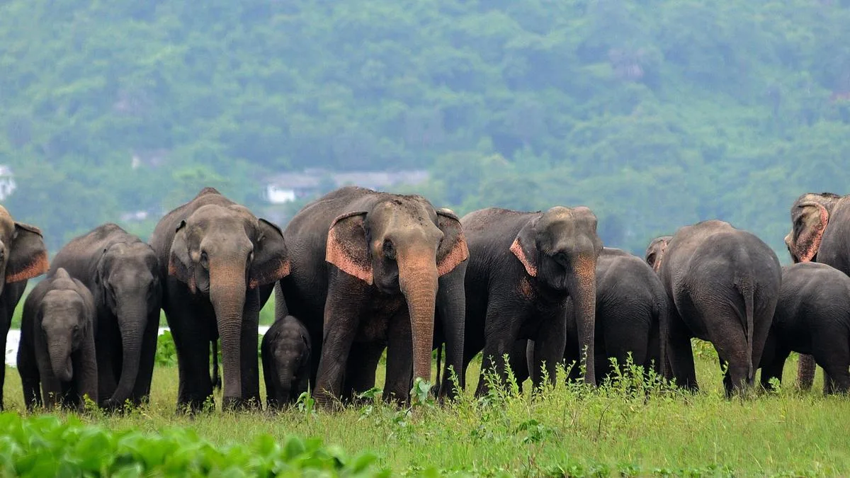 Assam elephant habitat recovery hope rides on biochar from invasive plants