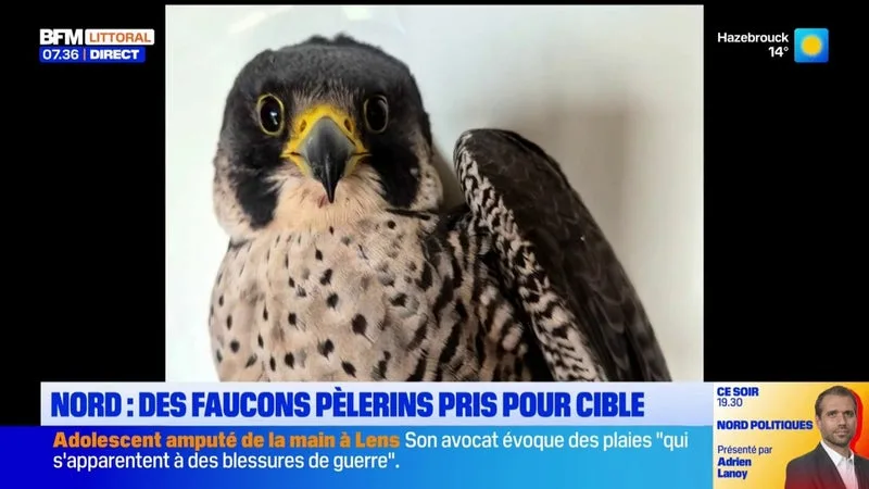Des faucons pèlerins pris pour cible à Condé-sur-l'Escaut