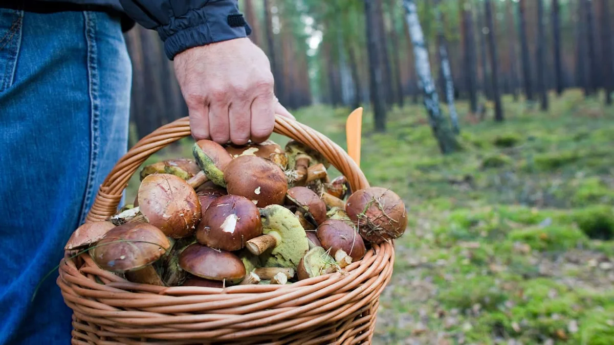 Auch in Ihrer Nähe? - Die besten deutschen Pilz-Regionen