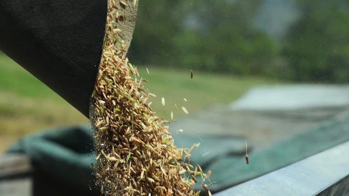Honduras acuerda precio de garantía para el arroz y asegura la compra del 100 % de la cosecha nacional
