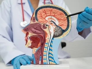Méningiome : qu’est-ce que cette tumeur au cerveau dont le risque augmente avec certaines pilules ?