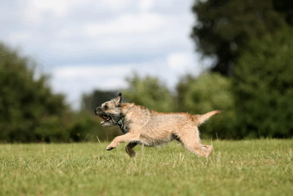 Border terrier: uma raça de cachorro que se destaca pela coragem e alegria
