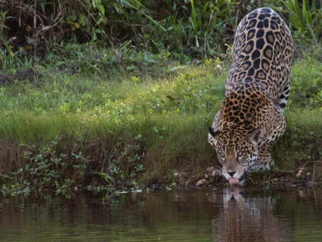 Pantanal entra na fase para quem sonha em dar de cara com uma onça, com cautela