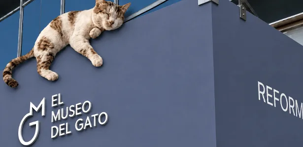 Como um gato vê o mundo? Novo museu no México simula experiência