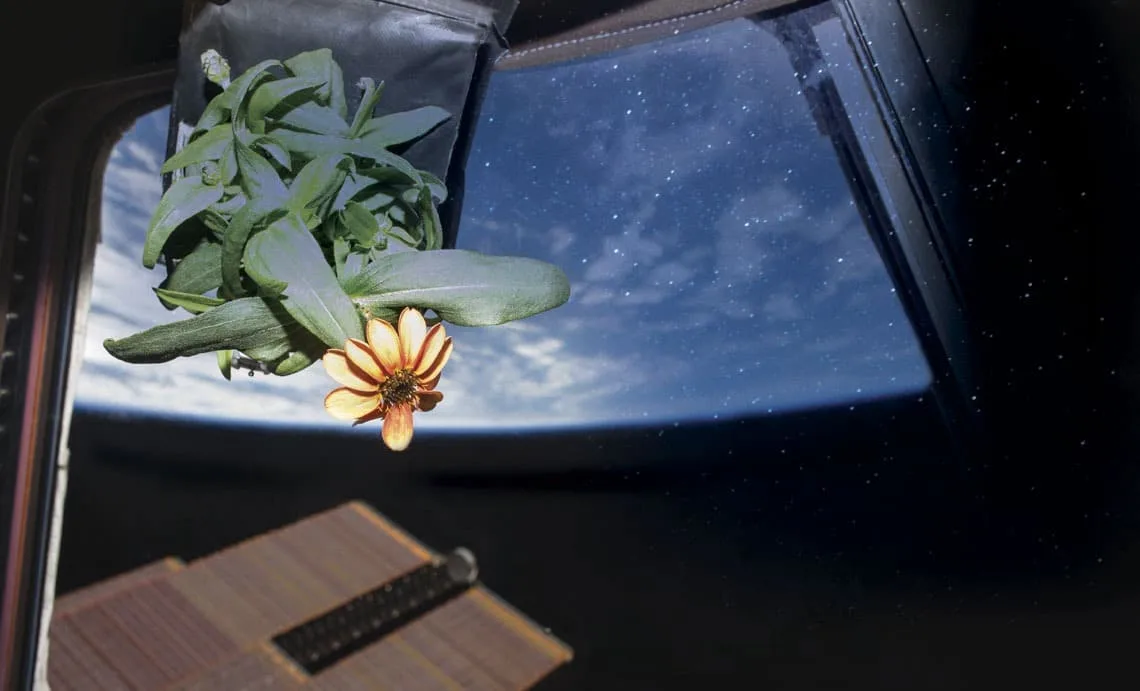 A tecnologia brasileira usada pela Nasa para plantar e colher no espaço