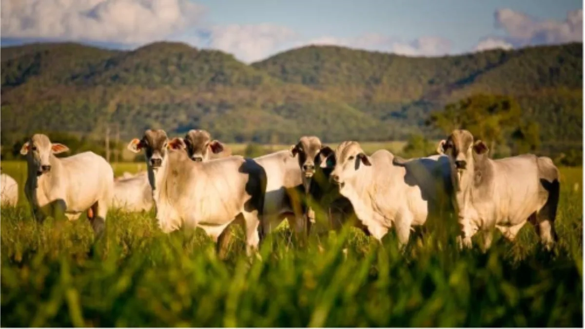 Planejamento alimentar impulsiona a pecuária em tempos de El Niño