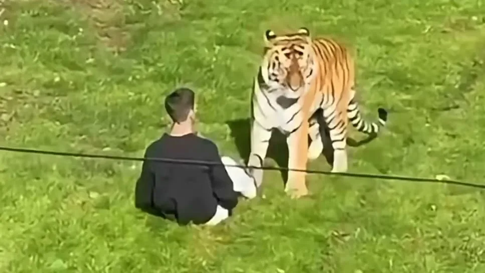 Drama in englischem Zoo - Tiger zerfleischt Mann vor den Augen der Zoobesucher