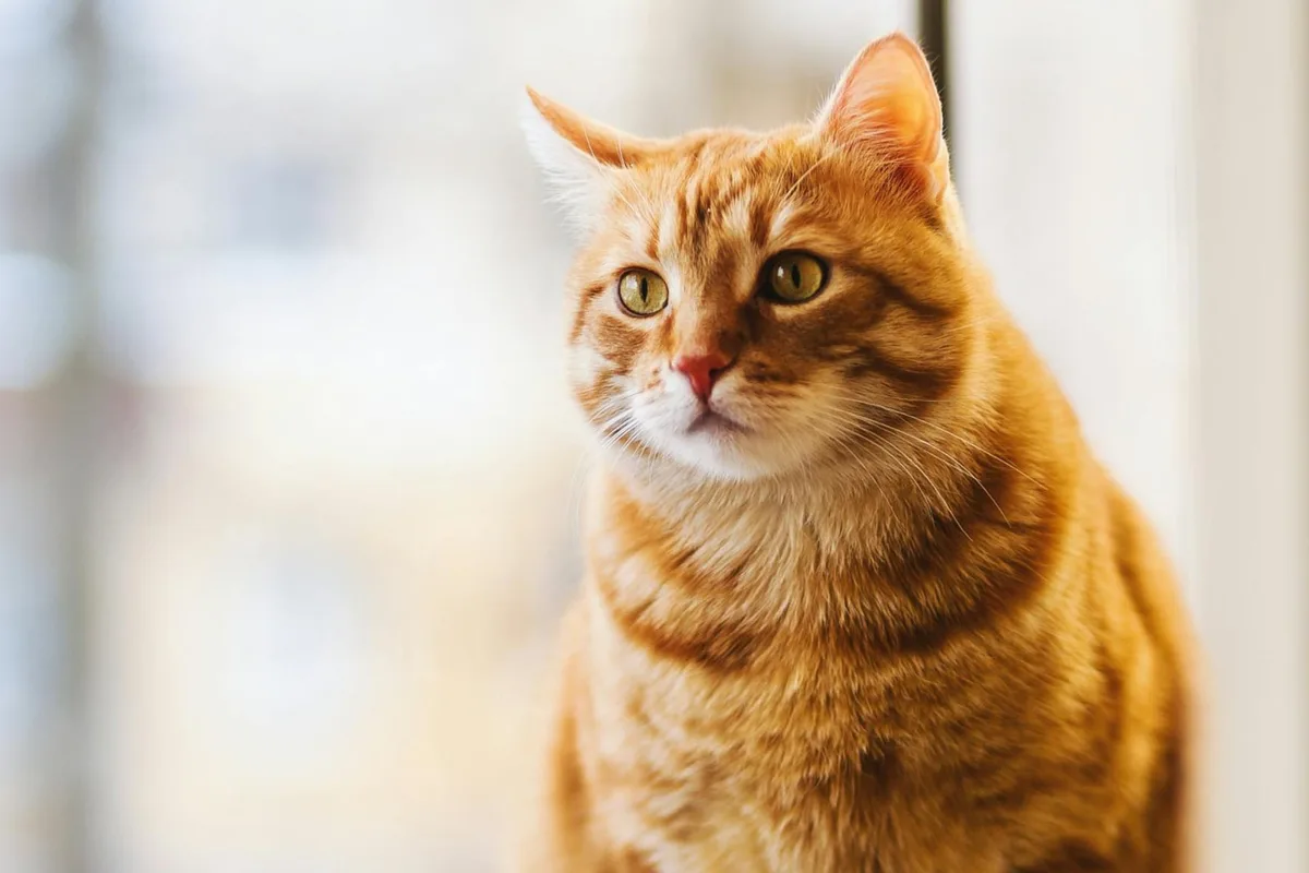 Un veterinario alerta sobre los gatos naranjas: “No se lo debe juzgar por su aspecto”