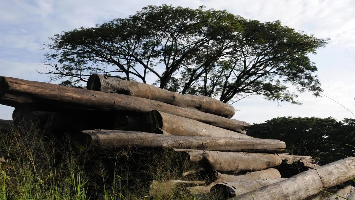 Police launch probe into smuggling of teak trees