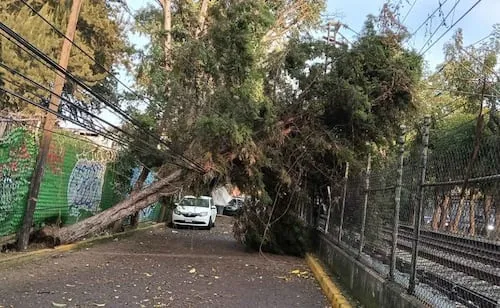 Restablecen servicio del Tren Ligero tras retiro de árbol que cayó sobre catenaria; suspensión duró casi dos horas
