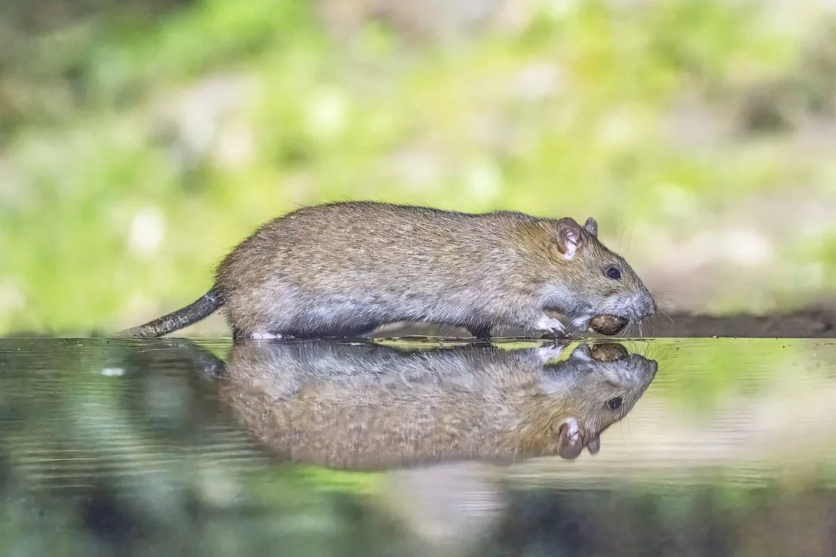 Alerta no banheiro: ratos podem chegar à sua casa pelo vaso sanitário