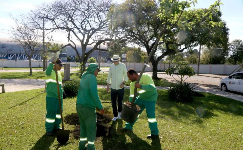 Vítimas de vandalismo ganham segunda chance: “UTI das Árvores” recupera espécies e devolve sete às ruas de Curitiba