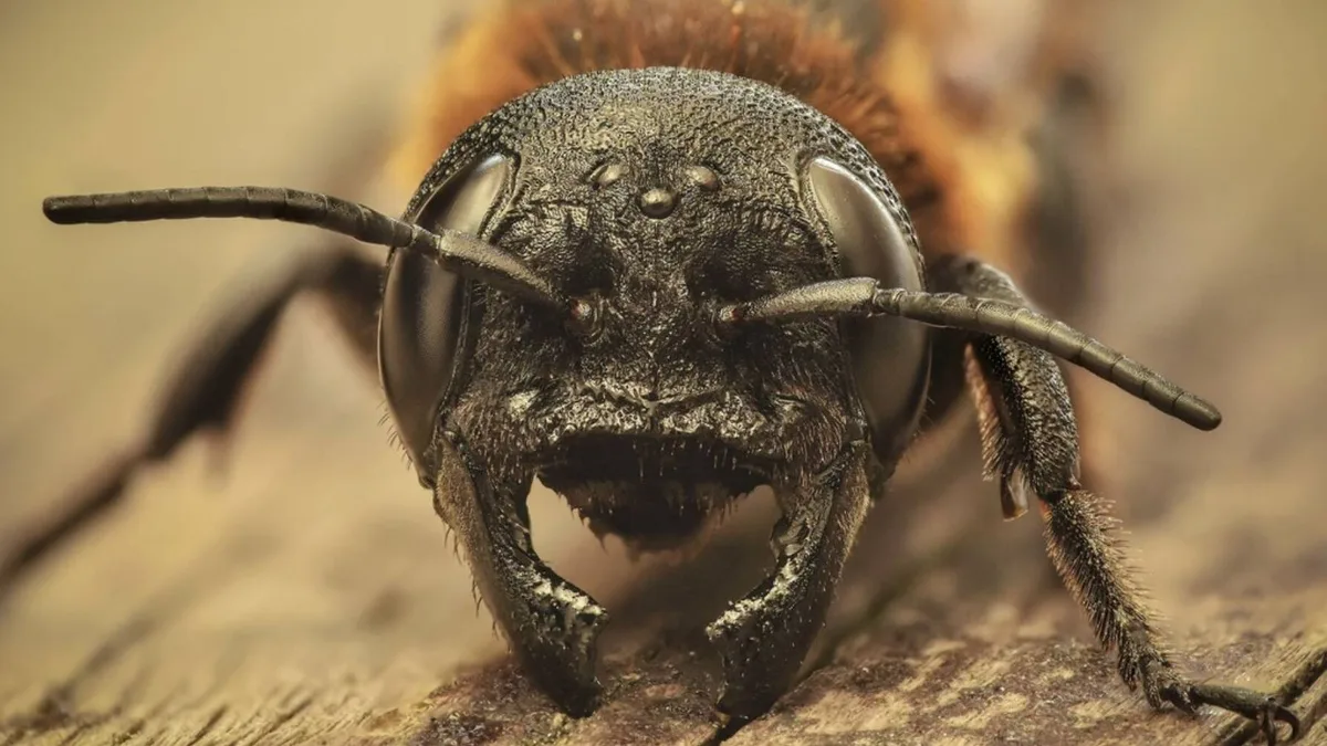 Un árbol exótico procedente de Asia está permitiendo que una abeja gigante invasora se expanda por España