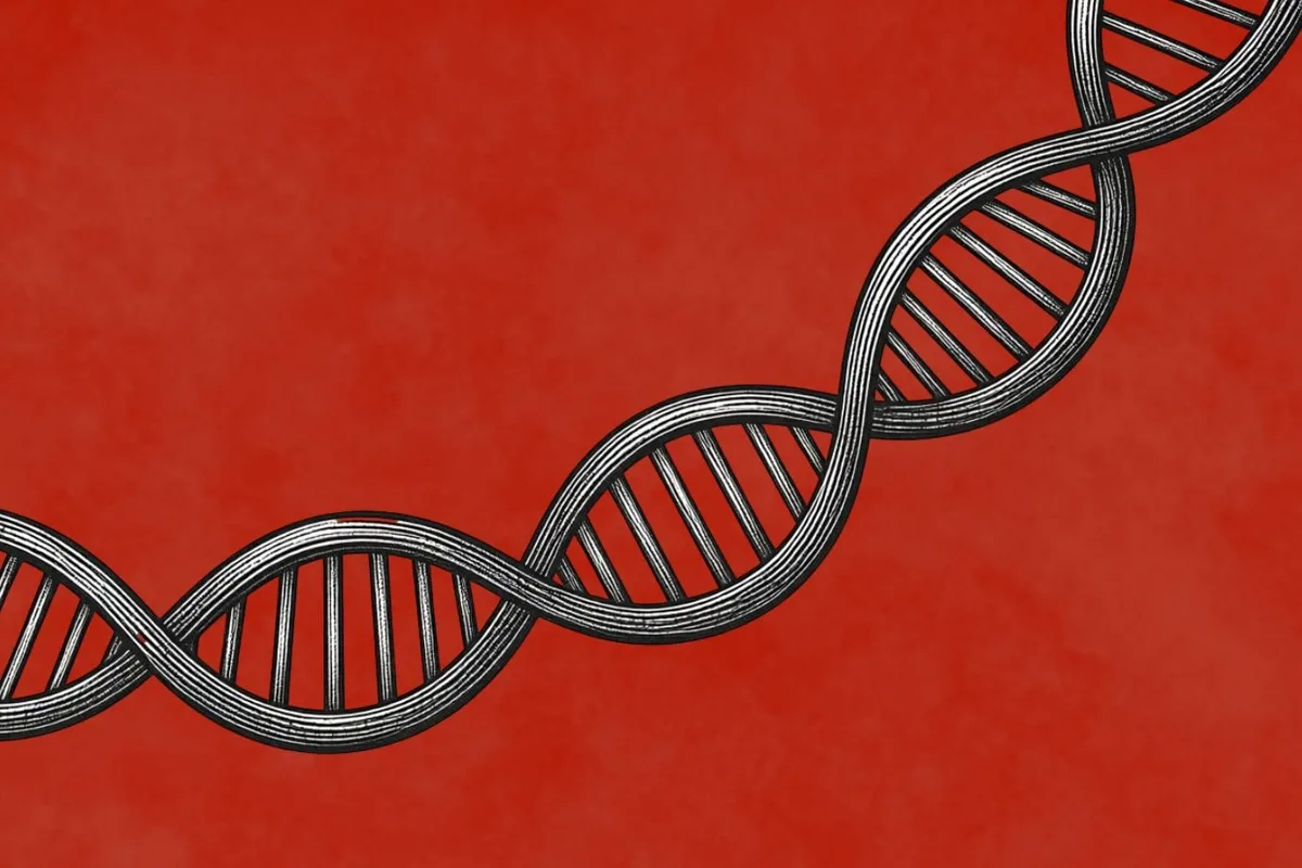 Gene 'arquiteto' do coração revela nova origem para defeitos cardíacos congênitos