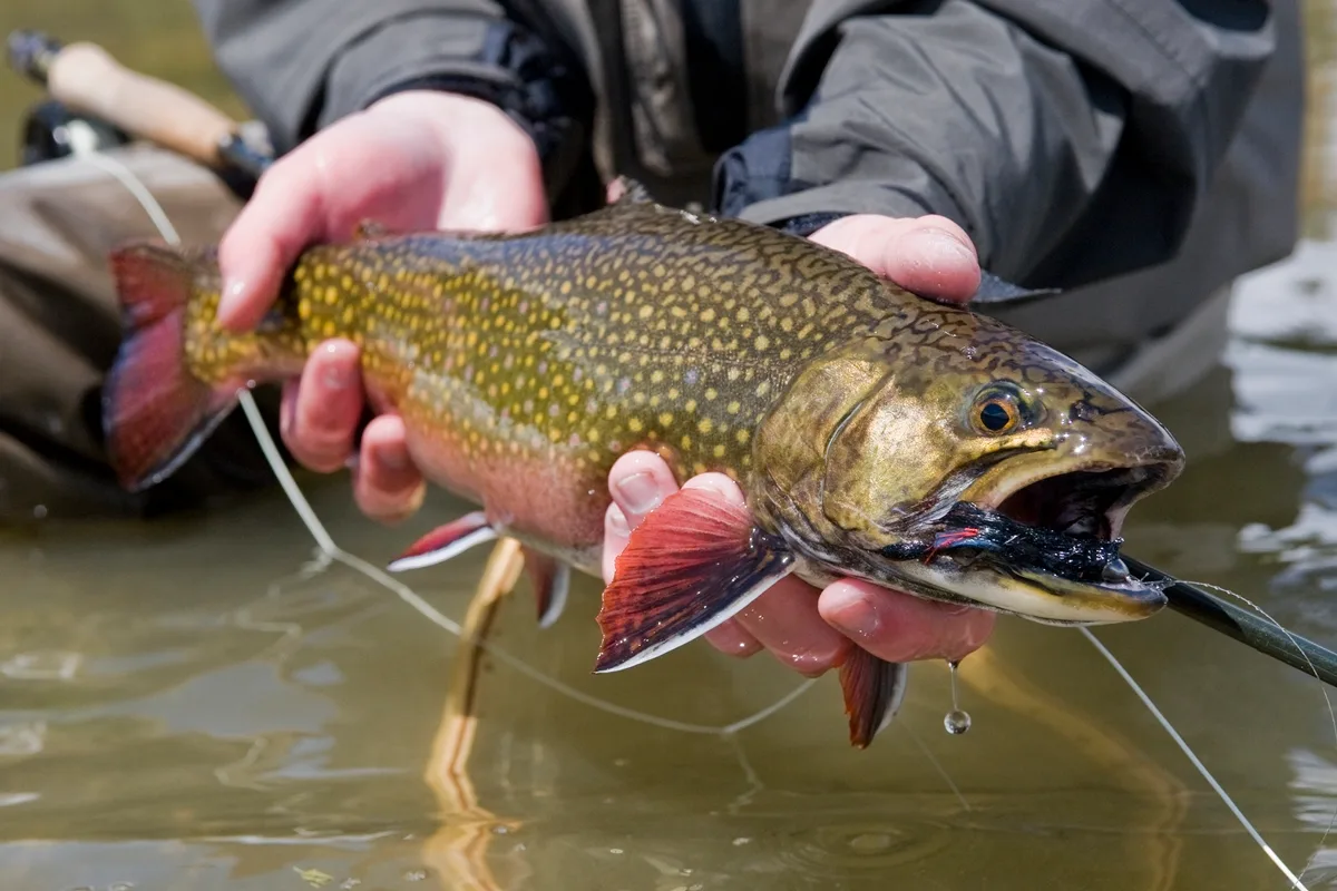 Biólogos usam "supermachos" para eliminar espécie invasora de peixe