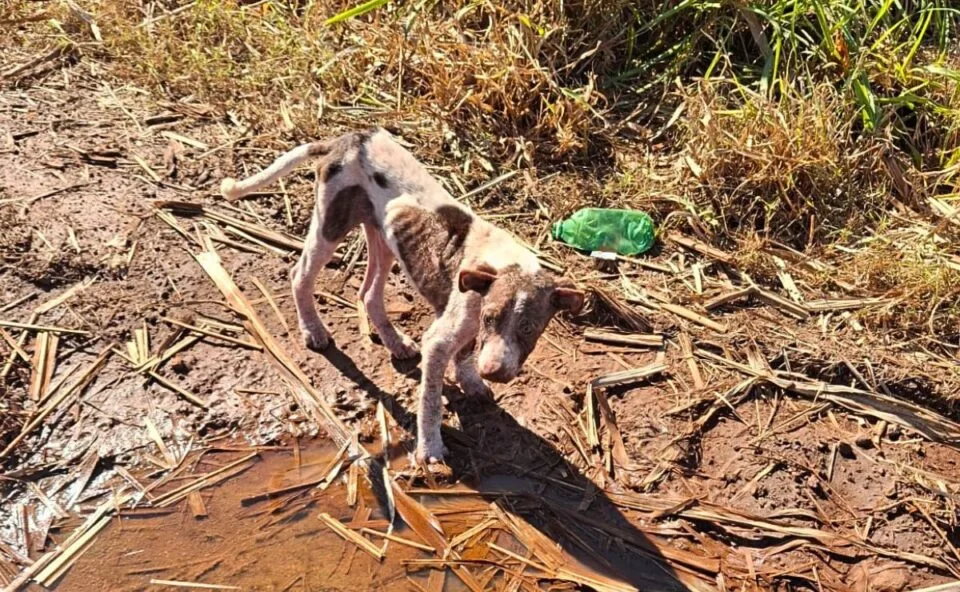 Mulher de 18 anos é presa por maus-tratos após cão ser encontrado desnutrido, ferido e com sarna por todo o corpo