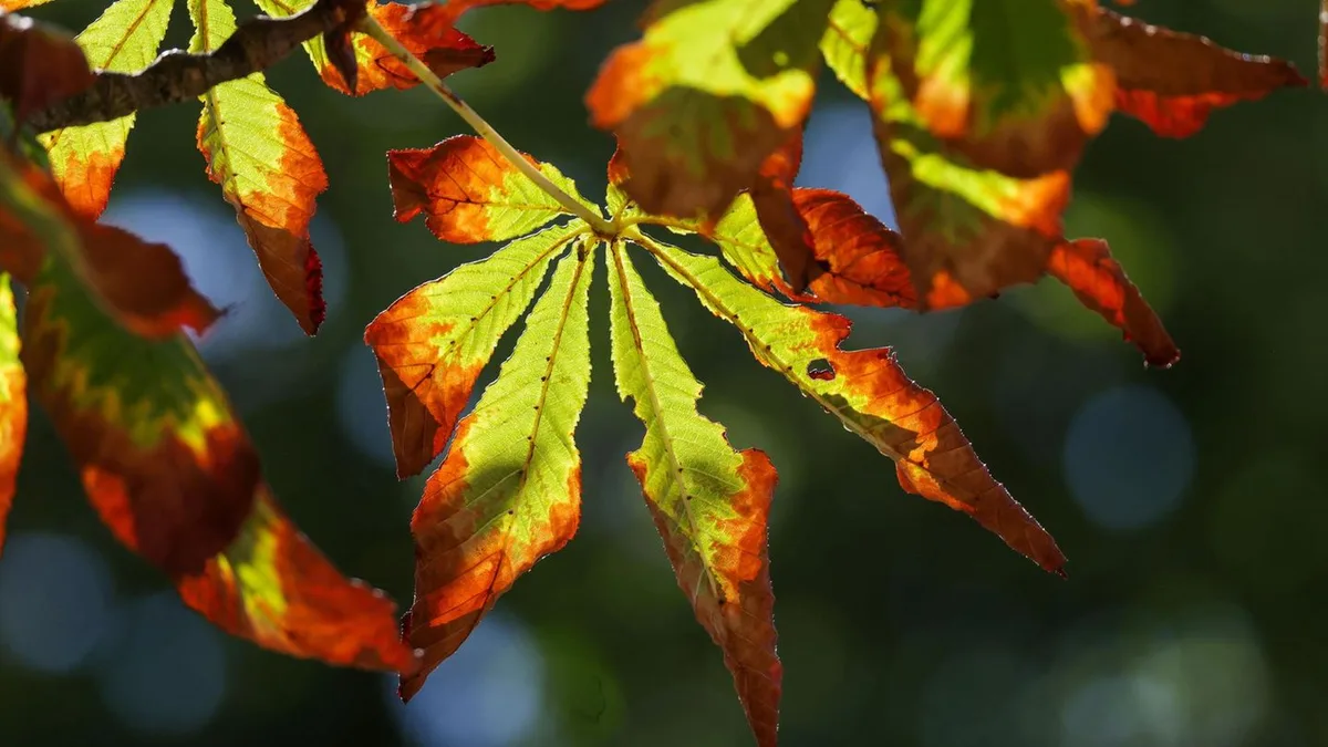 Bunte Jahreszeit: Gelb, Orange, Rot: Darum verfärben sich die Blätter im Herbst