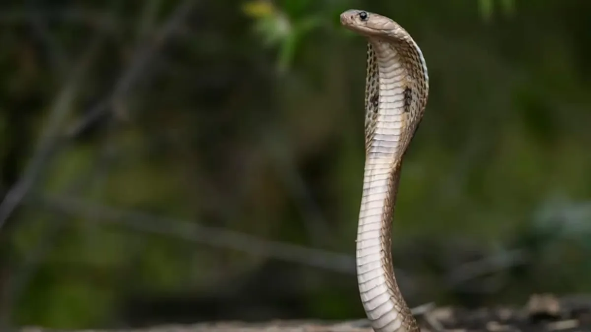 Madhya Pradesh Forest Department To Launch Snake-Catcher App Soon