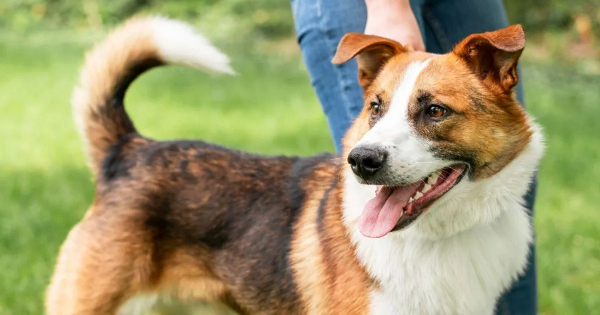 Quels critères considérer pour dénicher la meilleure assurance animalière ?