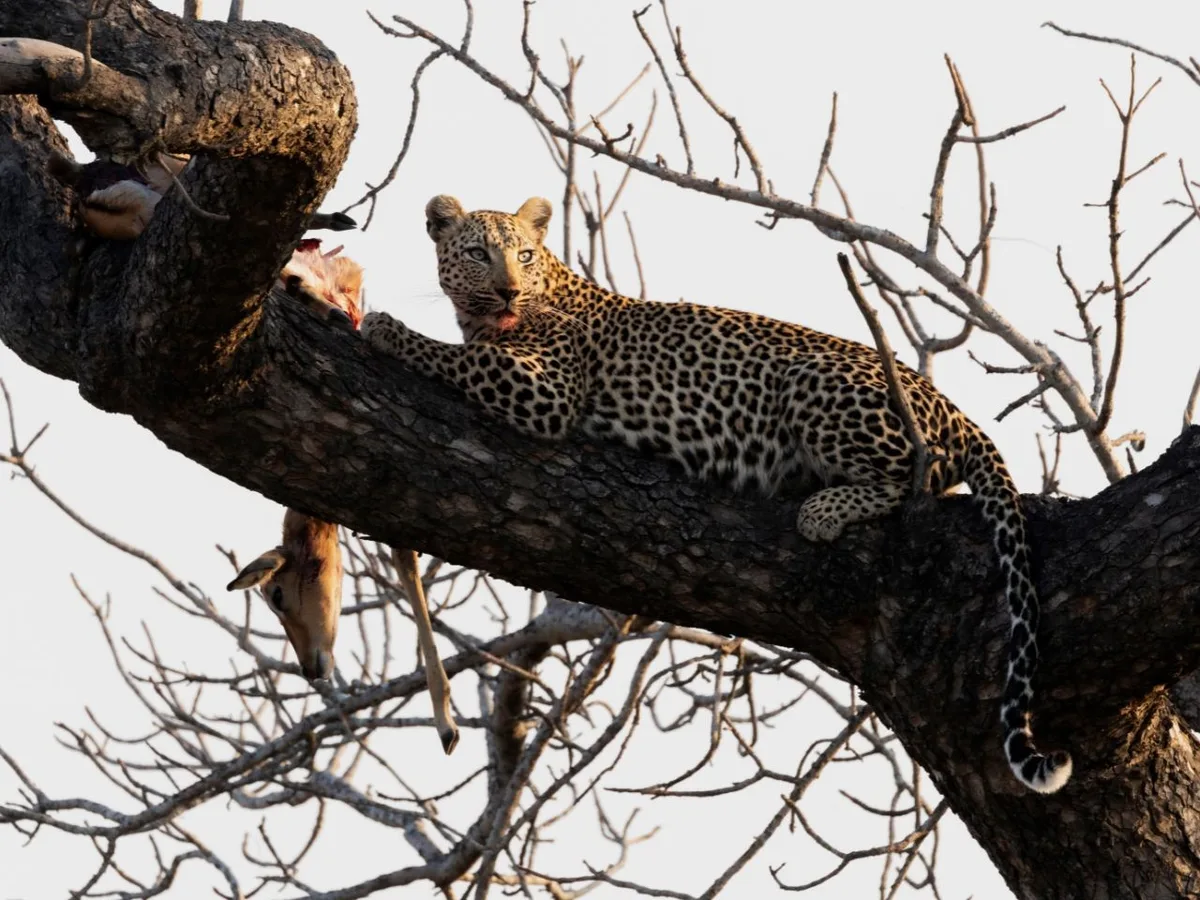 Fotógrafo espera quase 7 horas para registrar leoparda devorando impala em cima de árvore na África do Sul