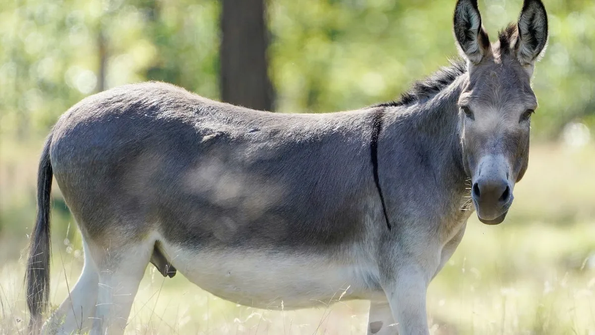 Tiere: Rabiater Esel attackiert Mann und Frau in Wohnmobil