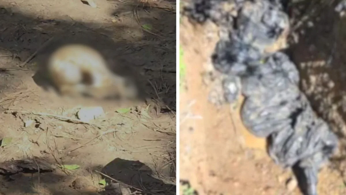 Dezenas de cães são encontrados mortos em estado de decomposição avançada dentro de sacos de lixo em SC