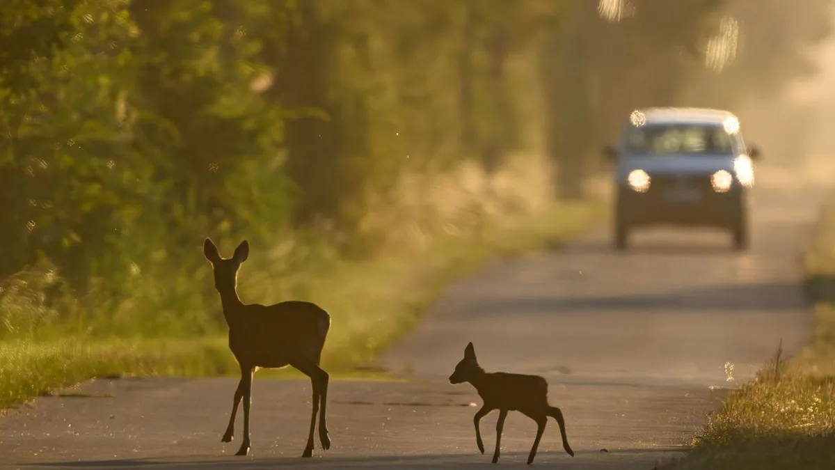 Im Herbst und Winter: Wildwechsel: Worauf in der dunklen Jahreszeit zu achten ist