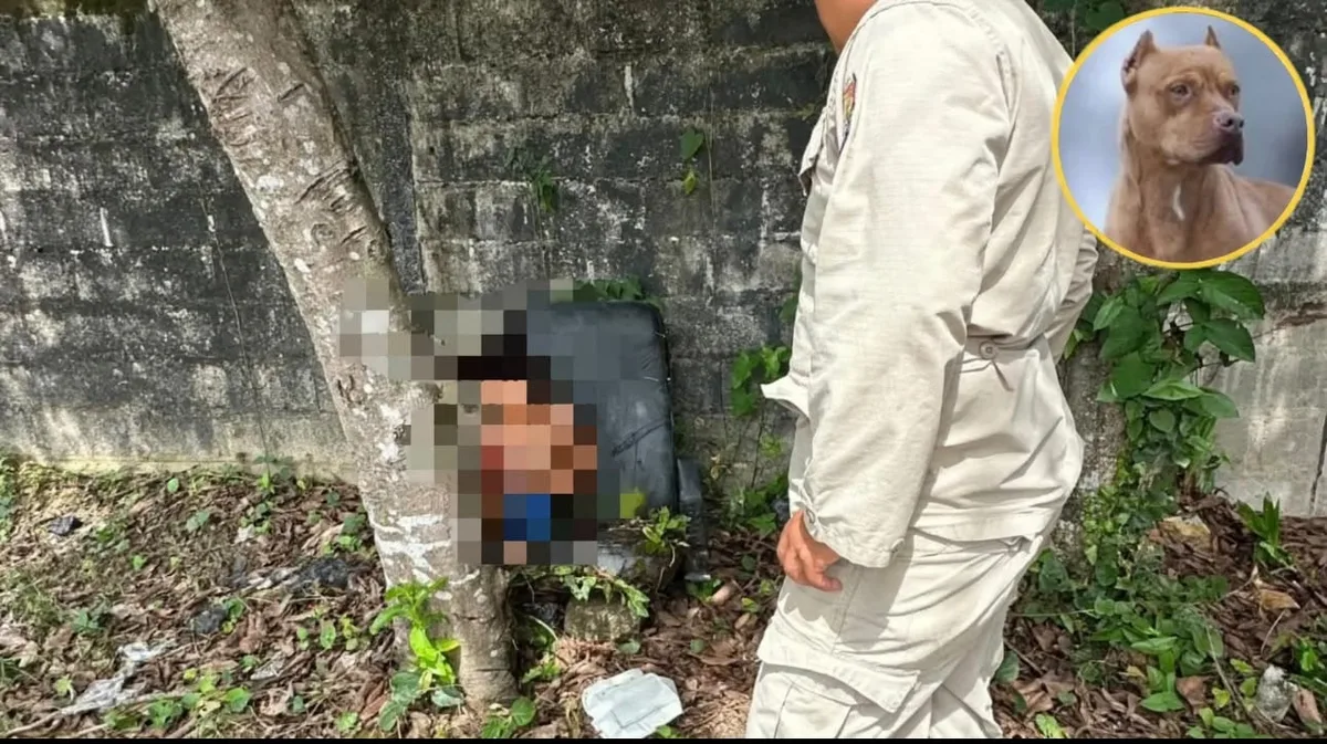 Dos niños entran a cortar lichas y terminan heridos tras ataque de pitbulls en Honduras