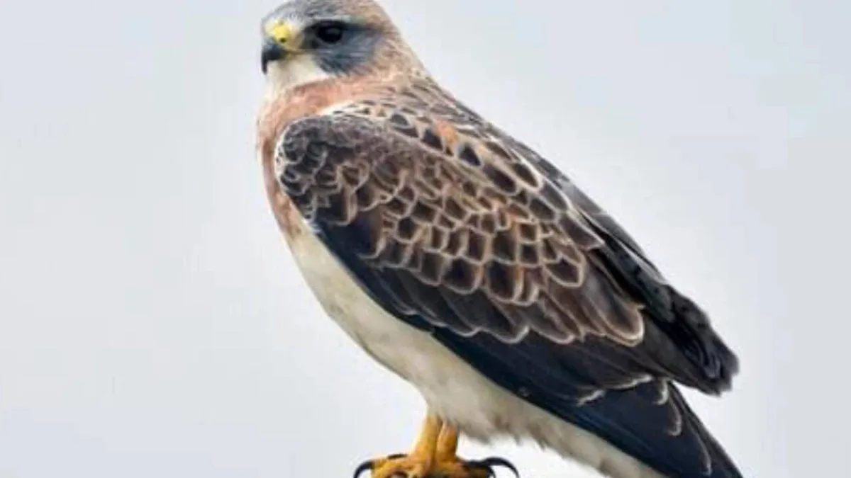 California floodplain restoration brings nesting hawks back after 30 years