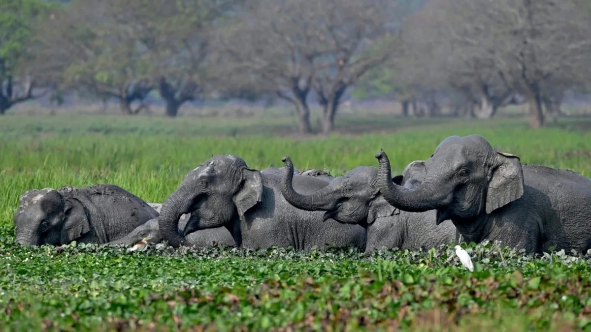 Indiens Oberstes Gericht ordnet neue Schutzmaßnahmen für wild lebende Elefanten an