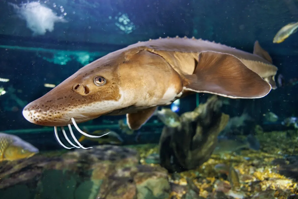 Peixes dos Grandes Lagos vivem mais de 400 anos