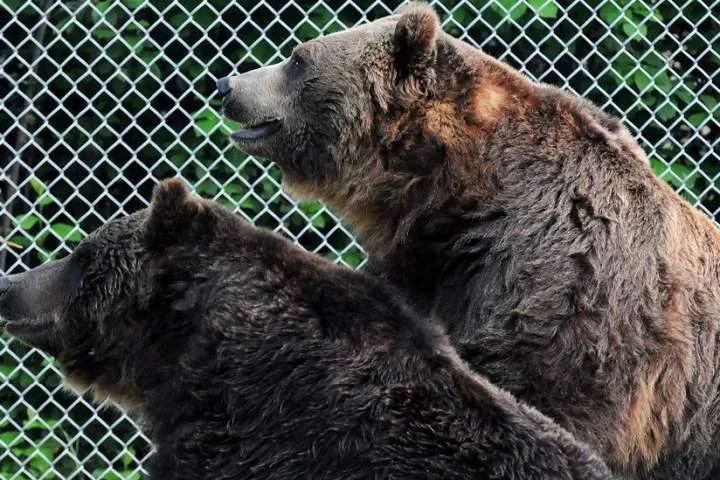 Saskatoon zoo’s beloved grizzly bear euthanized following a decline in health