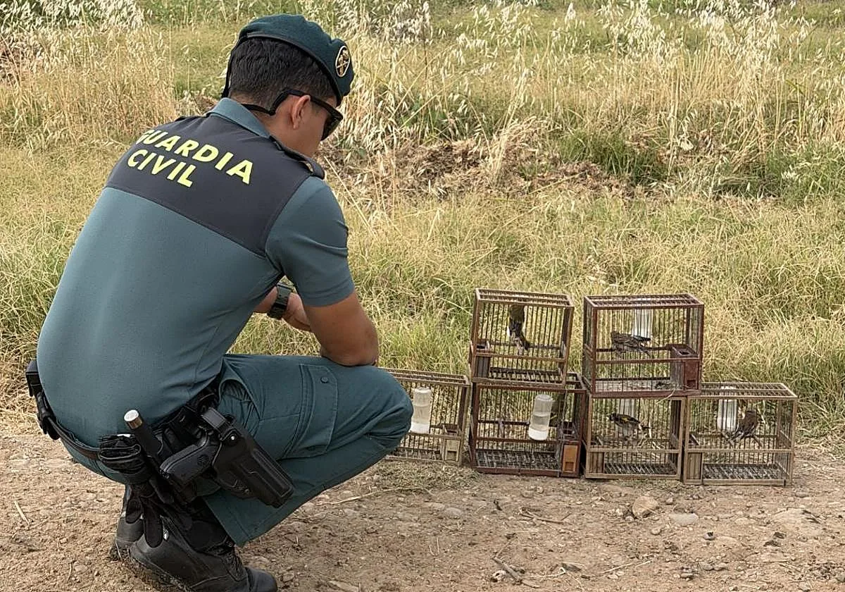 La Guardia Civil atrapa in fraganti a un furtivo en Córdoba y puede liberar en el momento 11 pájaros