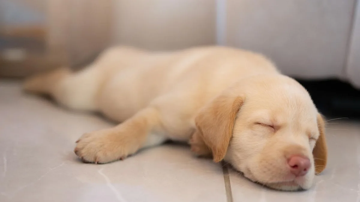 Labrador oder Golden Retriever?: Das sind die beliebtesten Hunde in Deutschland