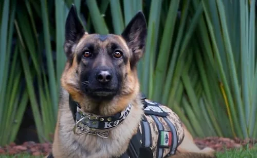 Comisión Nacional suma a "Molly", binomio canino para búsqueda de personas; "pongo mi olfato y mi entrenamiento"