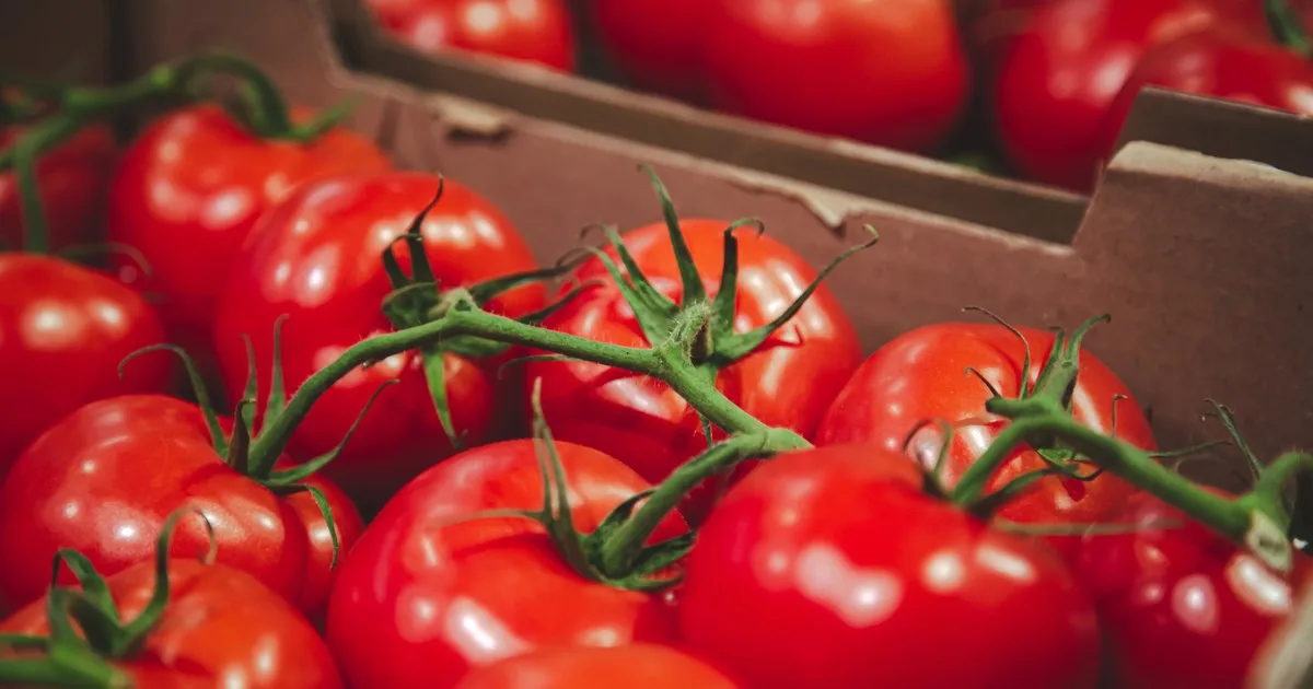 Dónde deben guardarse los tomates para conservar su sabor intenso, según expertos