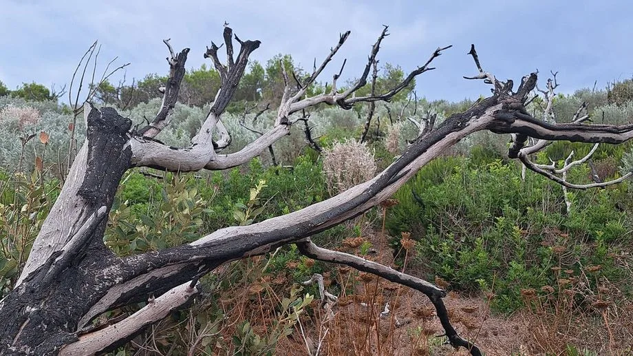 Feux de forêt : six départements du Sud en risque "élevé"